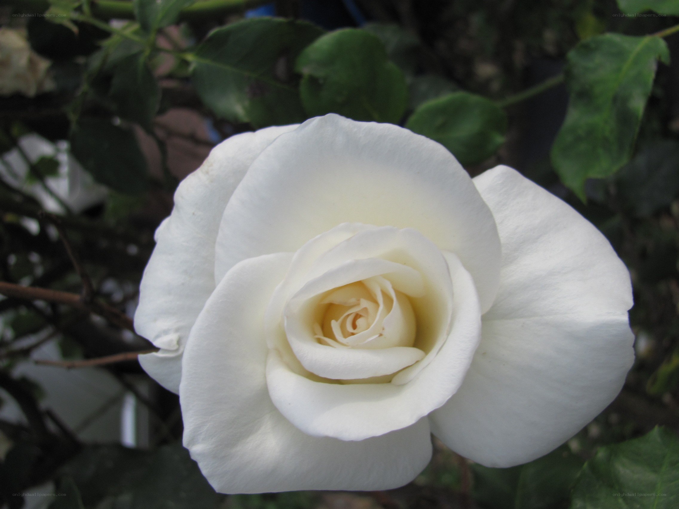 white rose in bloom