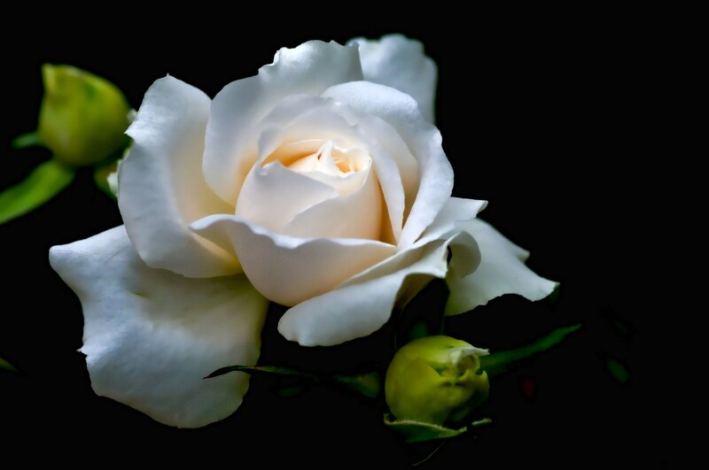 White rose in bloom