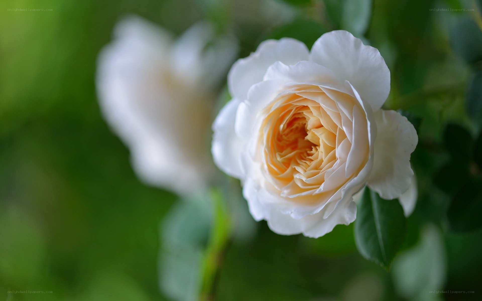 white rose in bloom