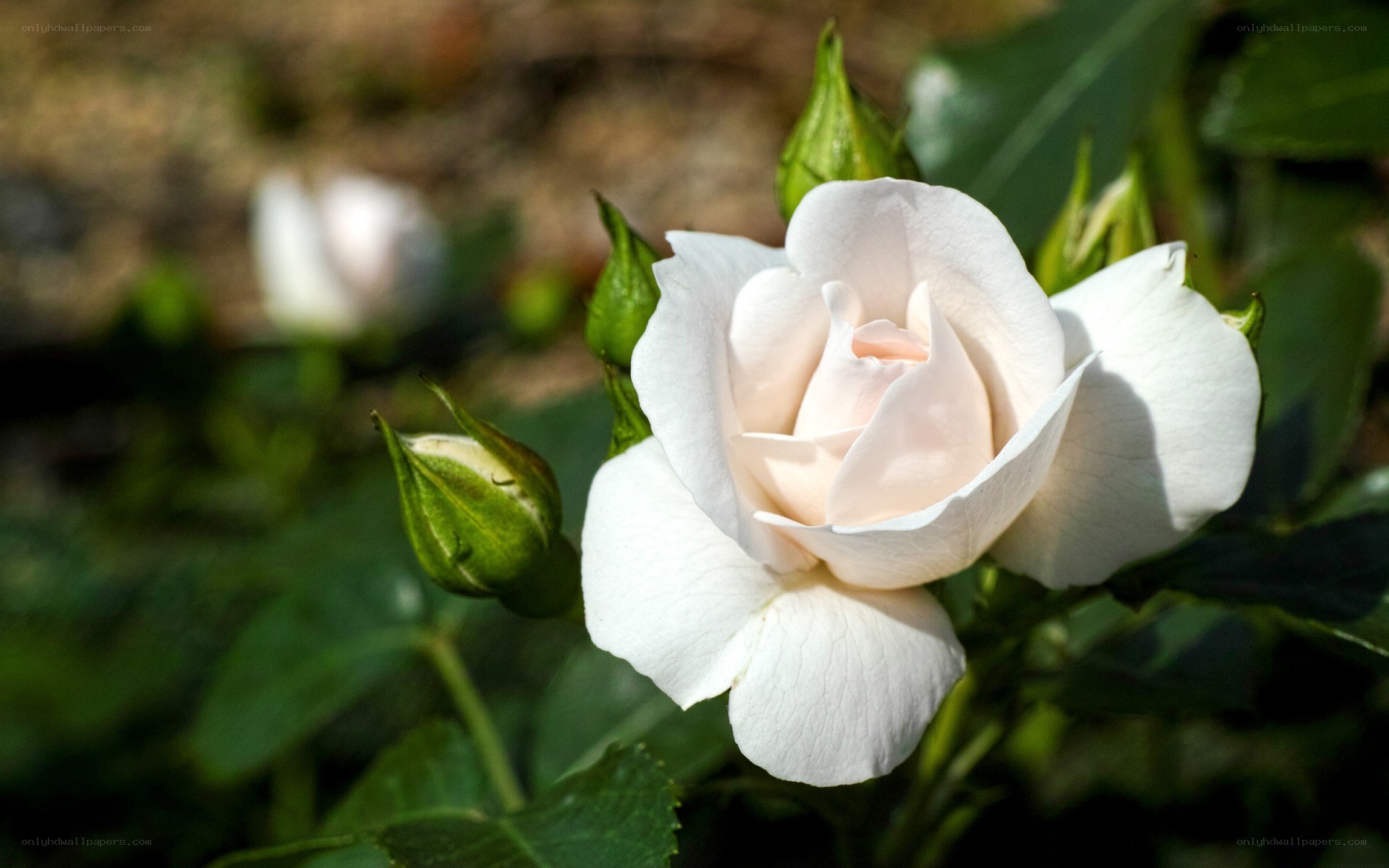 white rose in bloom