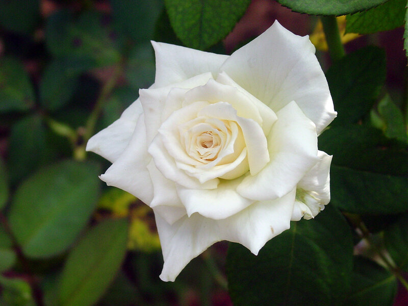 White rose in bloom