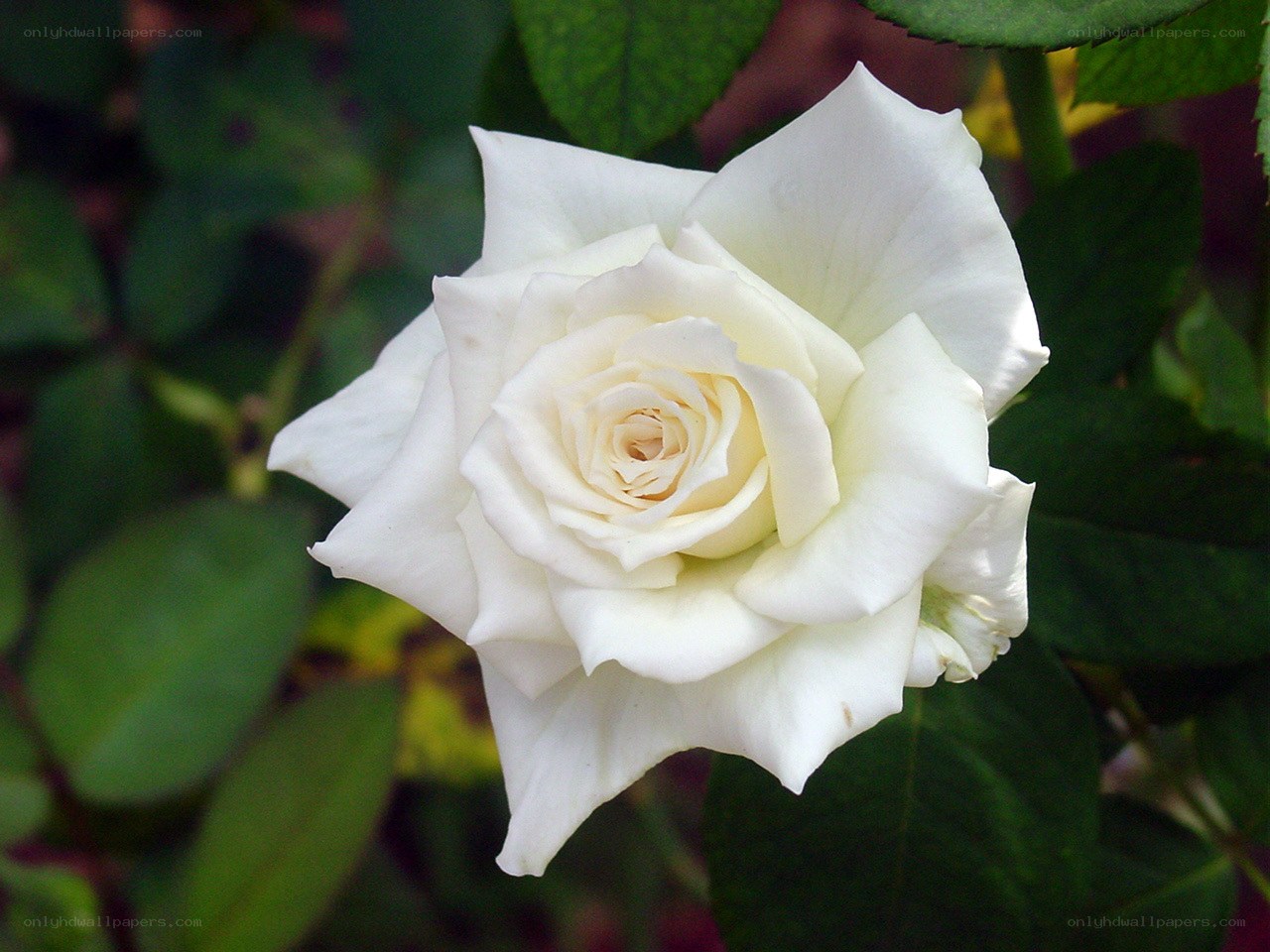 White rose in bloom