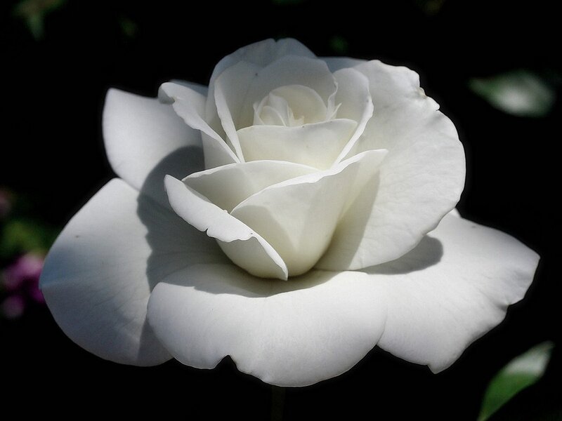White rose in bloom