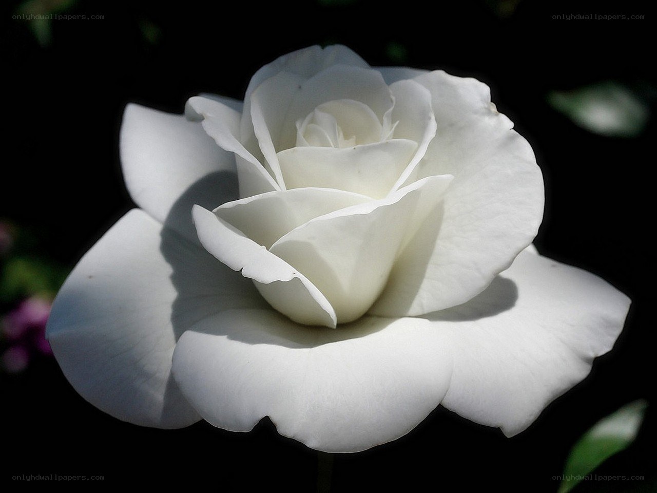 White rose in bloom