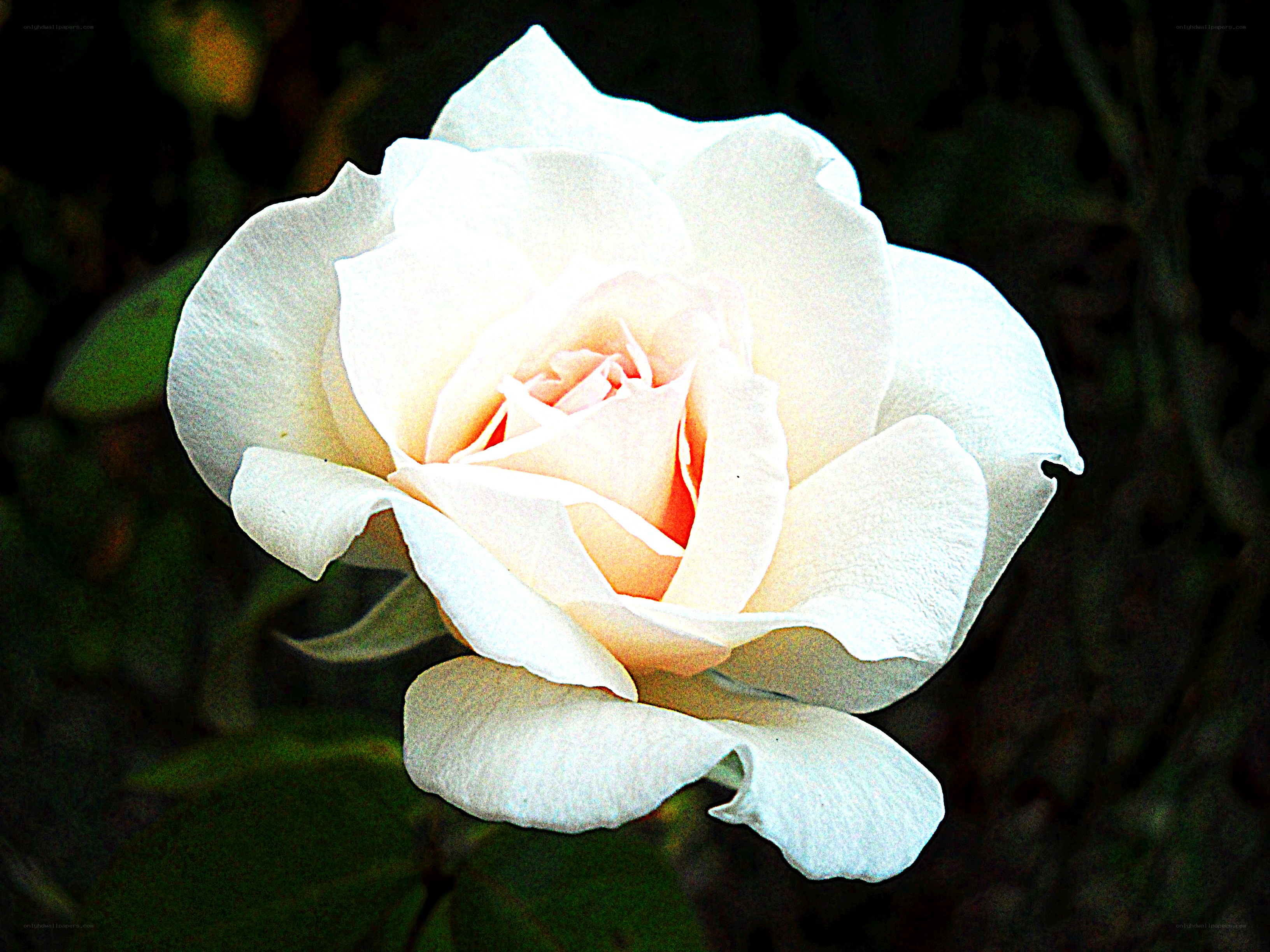white rose in bloom