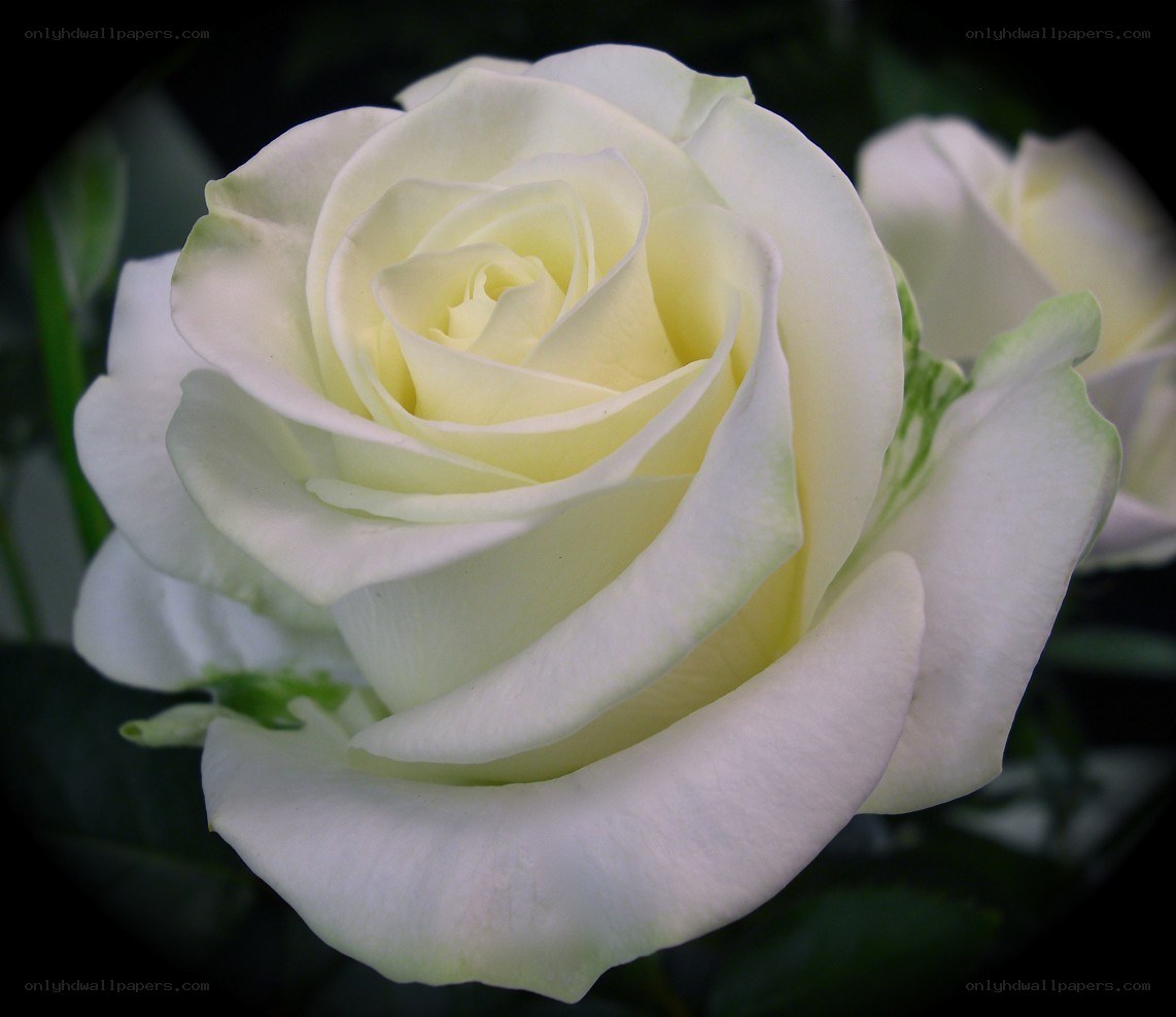 white rose in bloom