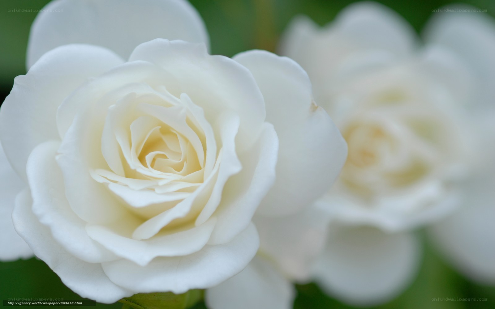 White rose in bloom