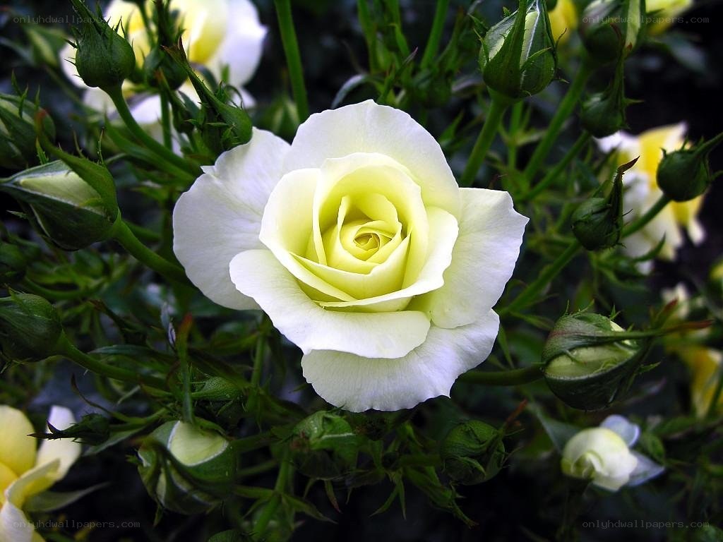 white rose in bloom