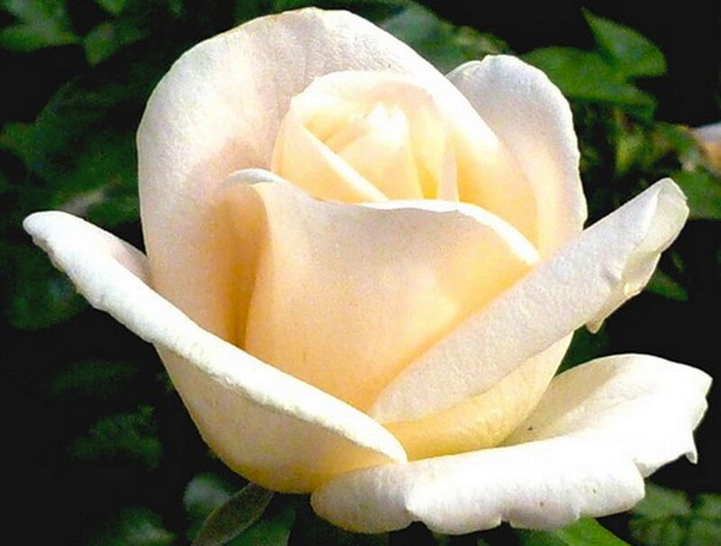 white rose in bloom