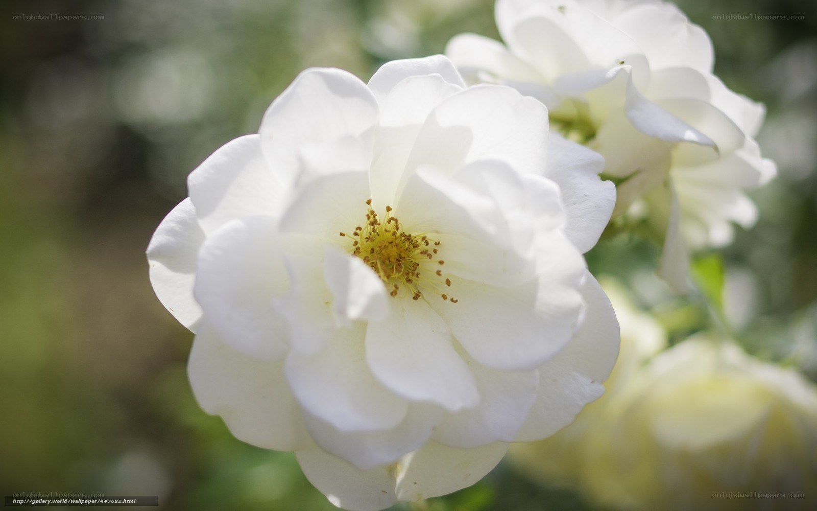 White rose in bloom