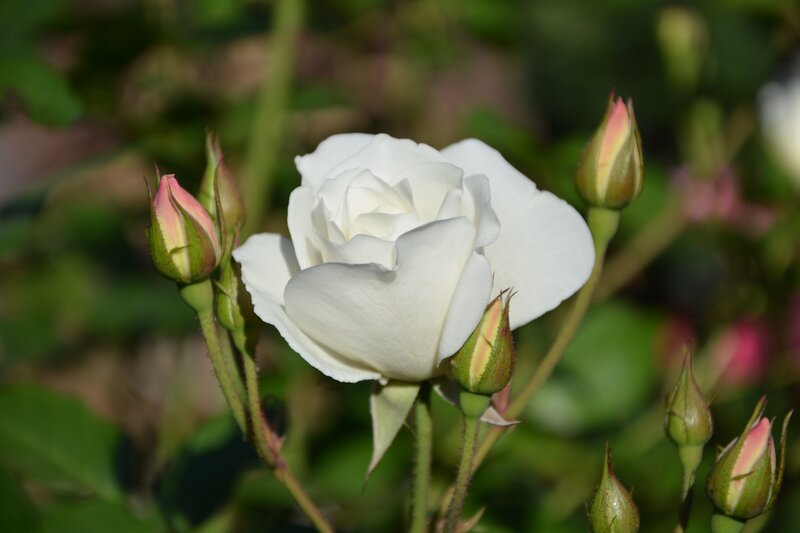 White rose in bloom