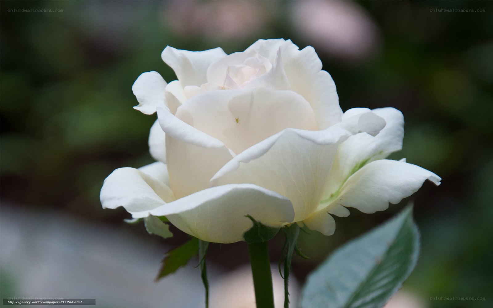 white rose in bloom
