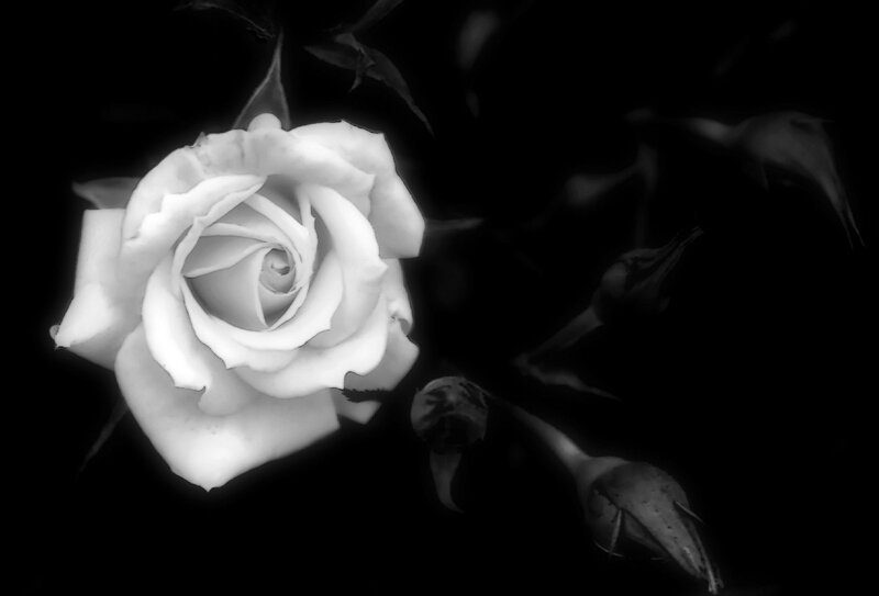 White Rose in Bloom — Black, Dramatic, Night