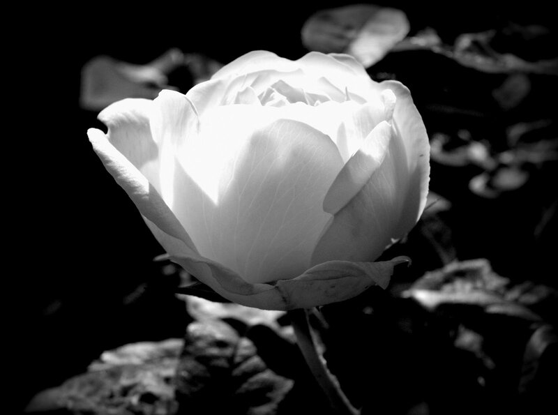 White Rose in Bloom — Black, Dramatic