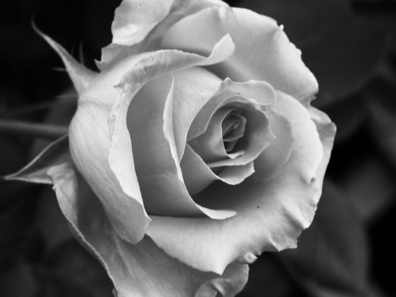 White Rose in Bloom — Black, Serene, Photograph, Petals