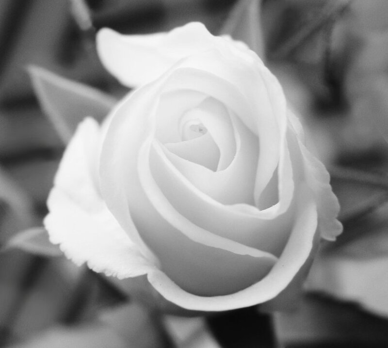 White Rose in Bloom — Black, Serene, Photograph