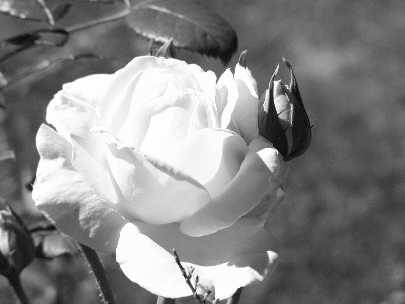 White Rose in Bloom — Black, Serene