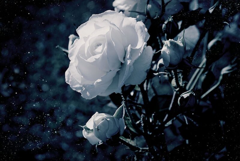 White Rose in Bloom — Blue