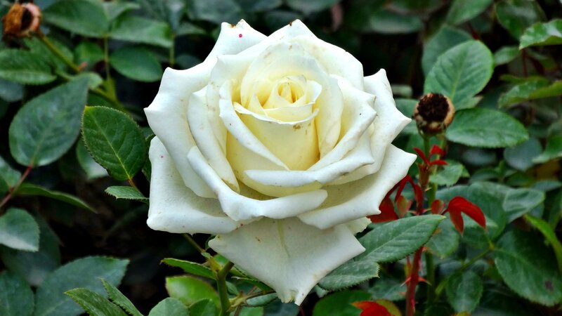 White Rose in Bloom — Calm, Afternoon, Photograph, Green Leaves, Bud