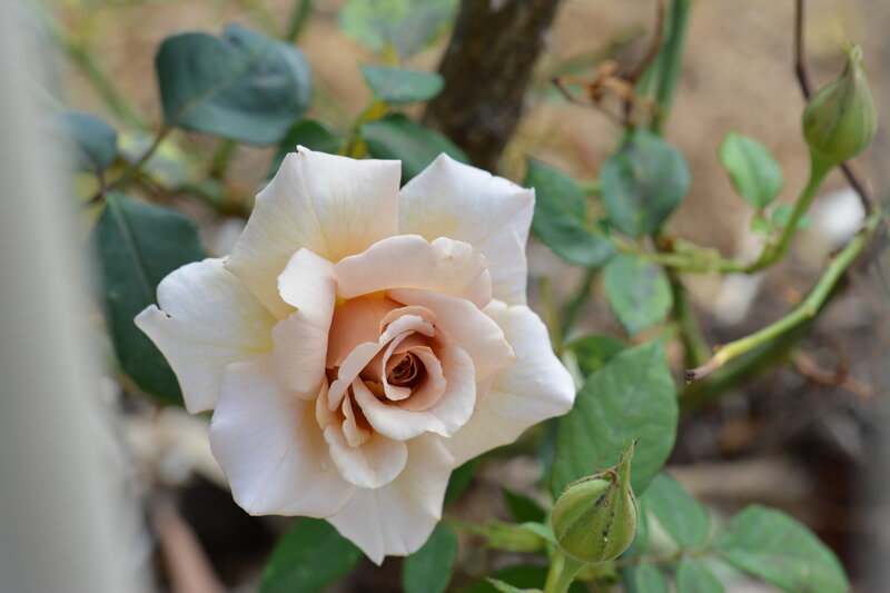 White Rose in Bloom — Calm, Afternoon, Photograph, Green Leaves