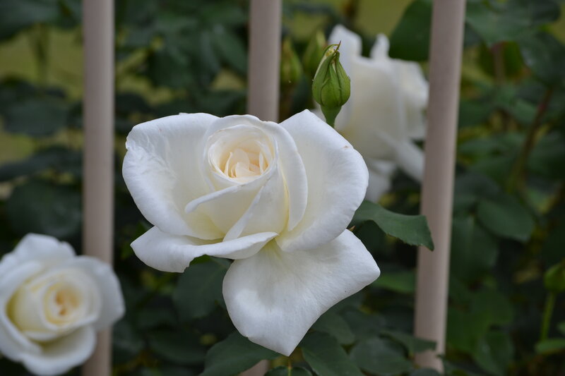 White Rose in Bloom — Calm, Afternoon, Photograph