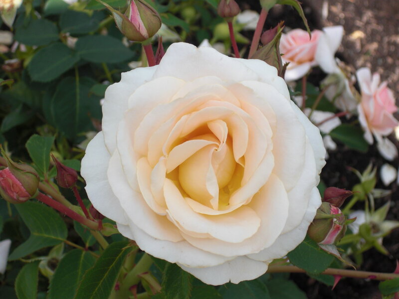 White Rose in Bloom — Calm, Afternoon