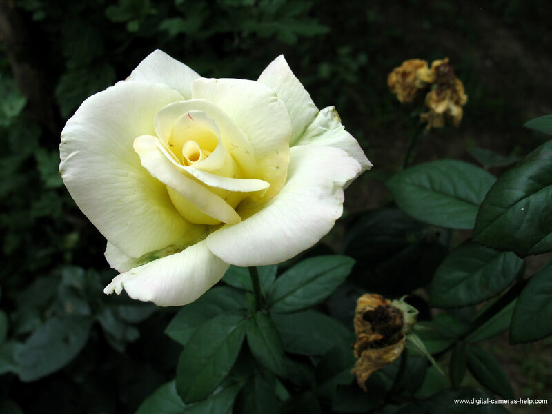 White Rose in Bloom — Calm