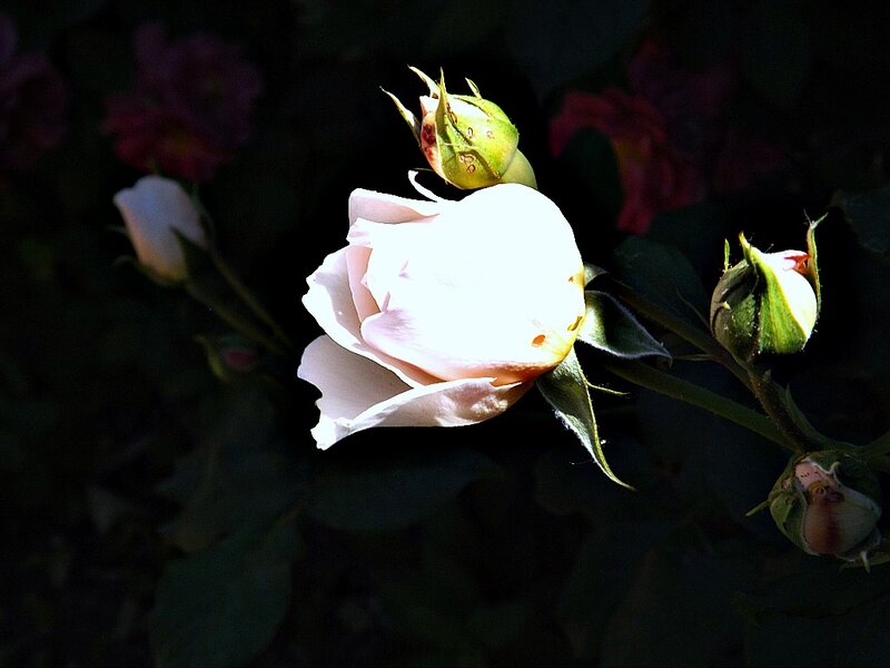 White Rose in Bloom — Dramatic, Afternoon