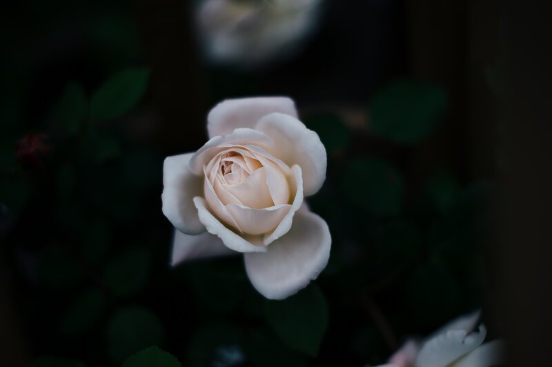 White Rose in Bloom — Dramatic, Night, Photograph