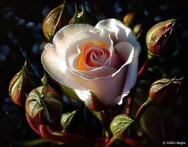 White Rose in Bloom — Dramatic, Photograph, Buds