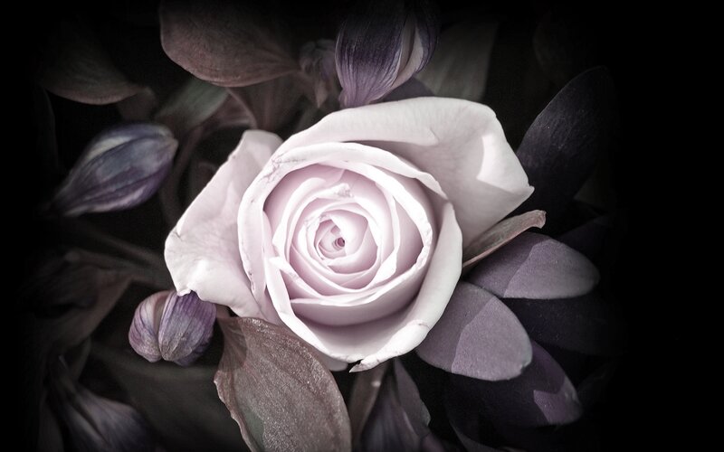 White Rose in Bloom — Dramatic, Photograph, Flower