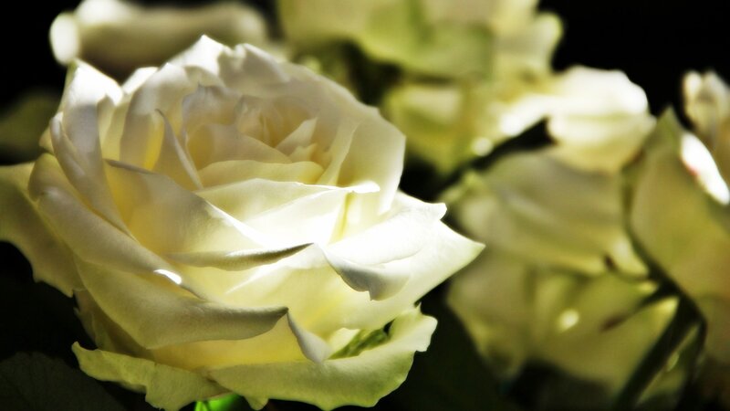 White Rose in Bloom — Dramatic, Photograph, Flowers