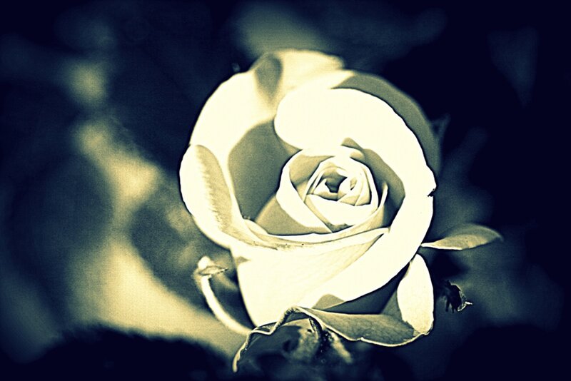 White Rose in Bloom — Dramatic, Photograph, Petals