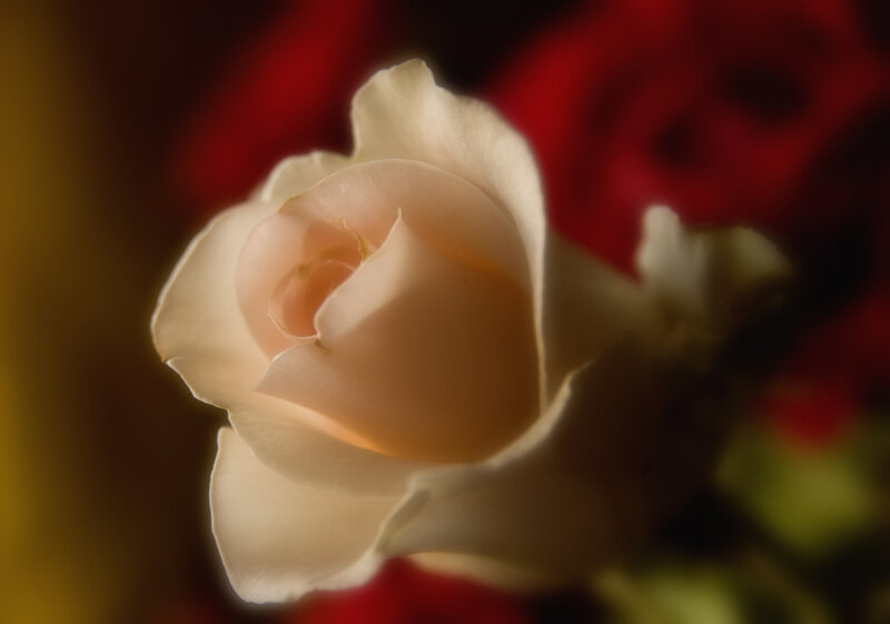 White Rose in Bloom — Dramatic, Photograph, Red Background
