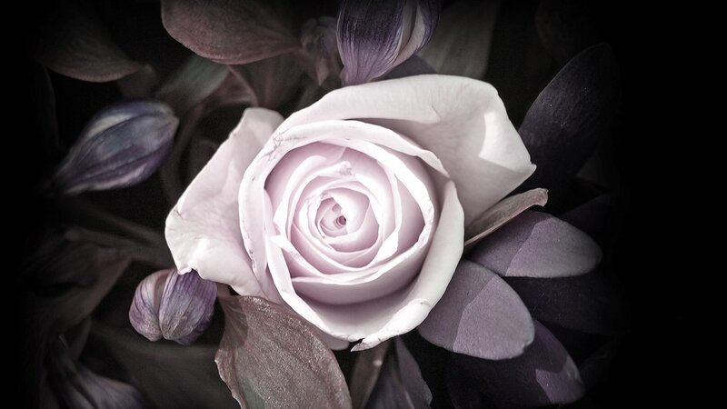 White Rose in Bloom — Dramatic, Photograph