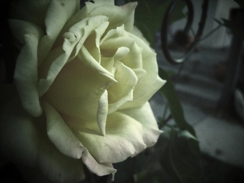 White Rose in Bloom — Dramatic