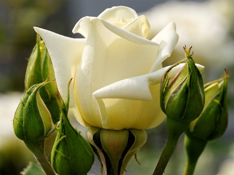 White Rose in Bloom — Serene, Afternoon, Photograph, Buds, Green Leaves