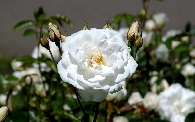 White Rose in Bloom — Serene, Afternoon, Photograph, Buds, Leaves