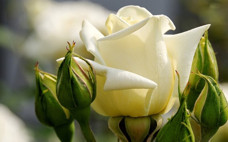 White Rose in Bloom — Serene, Afternoon, Photograph, Buds, Petals