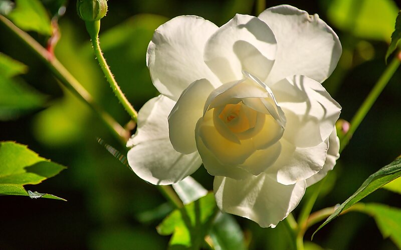 White Rose in Bloom — Serene, Afternoon, Photograph, Green Leaves, Bud