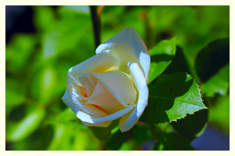 White Rose in Bloom — Serene, Afternoon, Photograph, Green Leaves