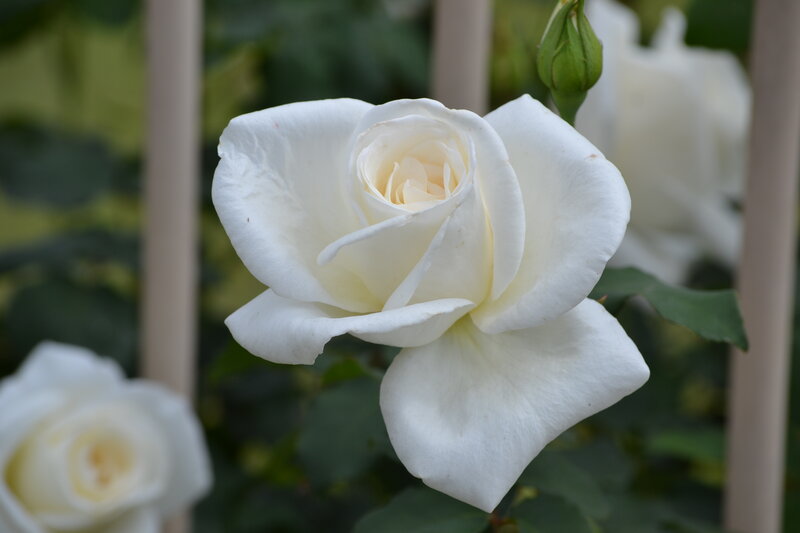 White Rose in Bloom — Serene, Afternoon, Photograph