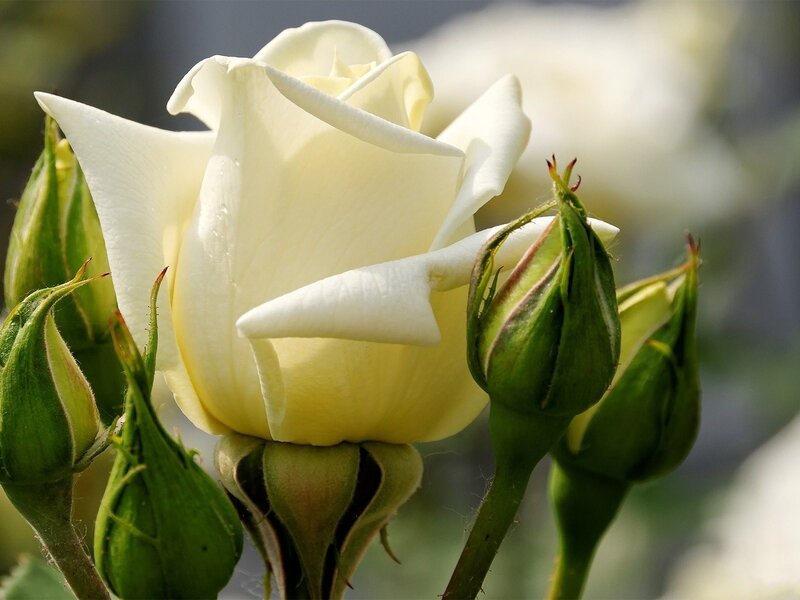 White Rose in Bloom — Serene, Afternoon