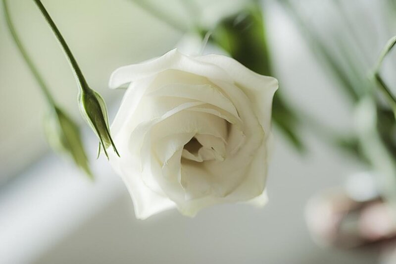 White Rose in Bloom — Serene, Photograph, Bud, Stem