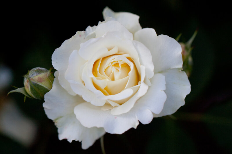 White Rose in Bloom — Serene, Photograph, Bud