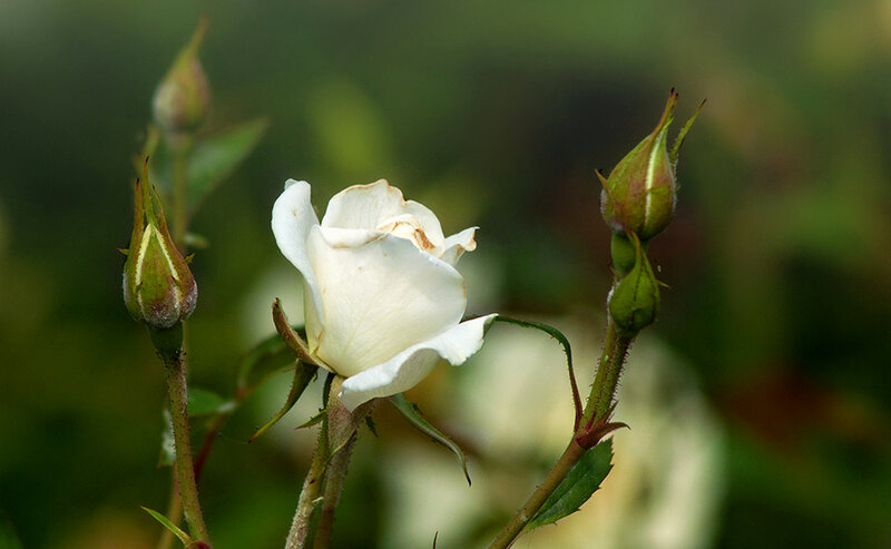 White Rose in Bloom — Serene, Photograph, Buds