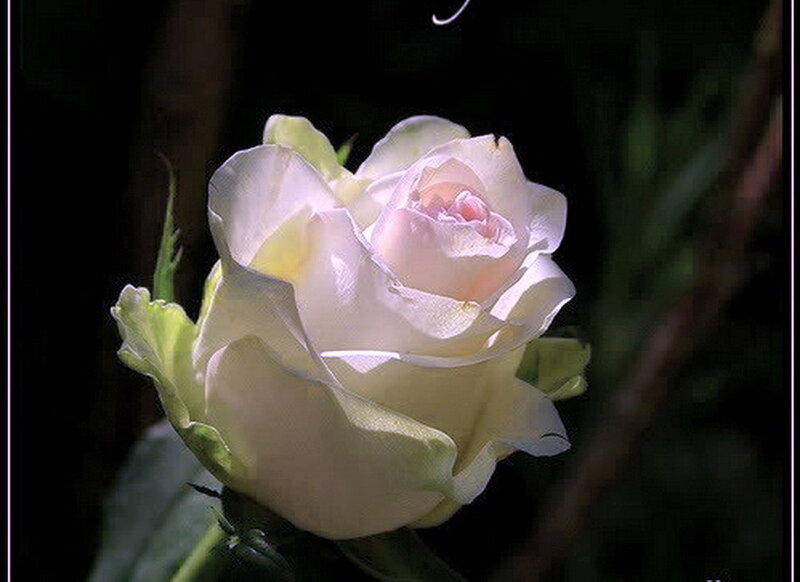 White Rose in Bloom — Serene, Photograph, Flower