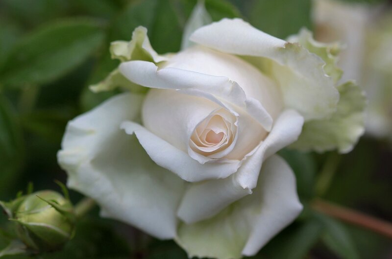 White Rose in Bloom — Serene, Photograph, Green Leaves