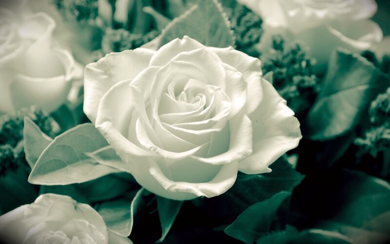 White Rose in Bloom — Serene, Photograph, Leaves