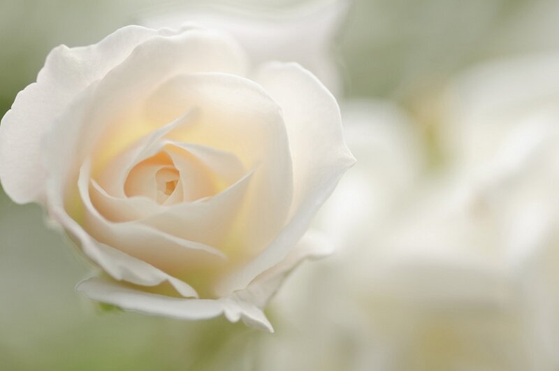 White Rose in Bloom — Serene, Photograph, Petals, Blurred Background